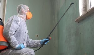 What is the Process for Mold Remediation