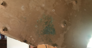 how do i kill mold on drywall