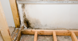 how to kill mold on drywall